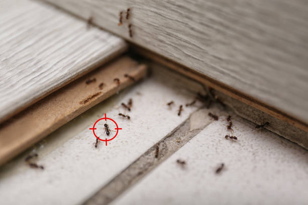 Best Cockroach Control Services  in Heyworth, IL