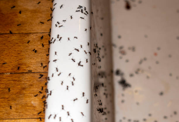 Best Residential Pest Control  in Heyworth, IL