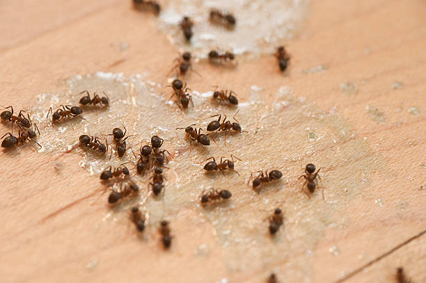 Best Pest Removal Services  in Heyworth, IL