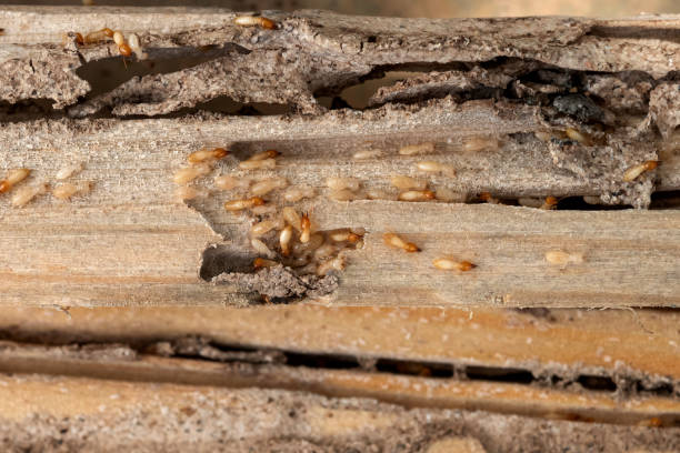 Best Termite Control Services  in Heyworth, IL
