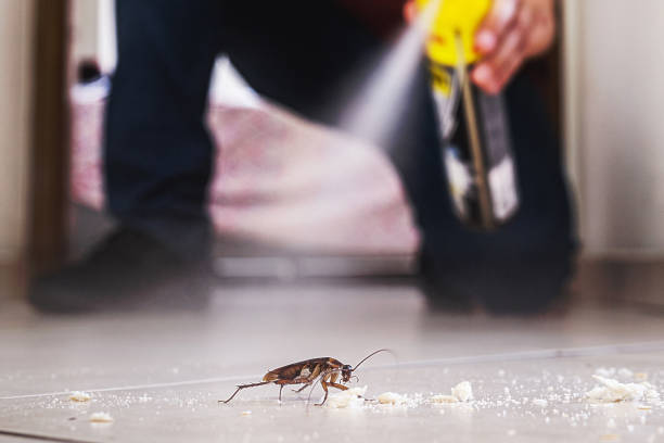 Best Spider Control Near Me  in Heyworth, IL